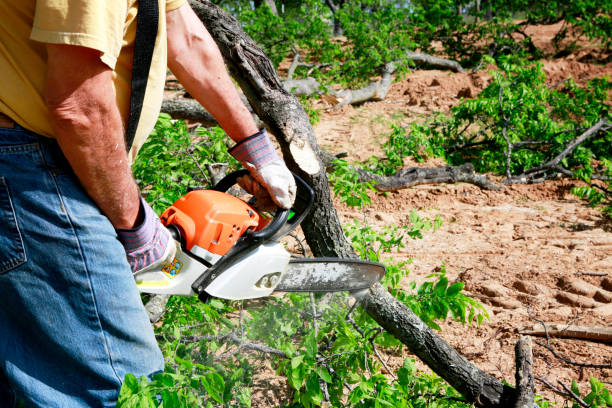 Best Tree Stump Removal  in Highland Park, TX